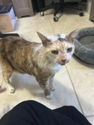 Reunited Female Cat last seen Near SW 58th Terrace and 165th Ave, Miami, FL 33193