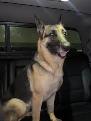 Found/Stray Female Dog last seen Lakewood hills, Fort Worth, TX 76137