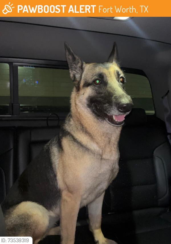 Found/Stray Female Dog last seen Lakewood hills, Fort Worth, TX 76137