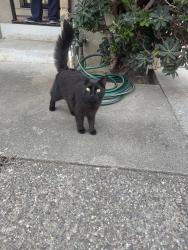 Found/Stray Unknown Cat last seen Fremont Avenue, Sunnyvale, CA 94087