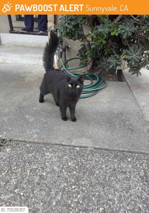 Found/Stray Unknown Cat last seen Fremont Avenue, Sunnyvale, CA 94087