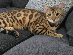 Reunited Male Cat last seen Southgate, Fullerton, CA 92832