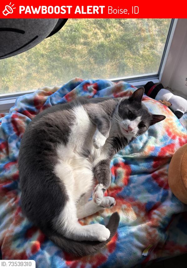Lost Male Cat last seen N horseshoe bend rd and E floating feather rd, Boise, ID 83714