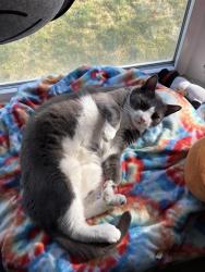 Lost Male Cat last seen N horseshoe bend rd and E floating feather rd, Boise, ID 83714