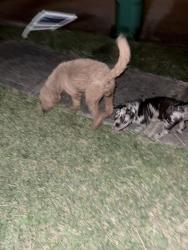 Found/Stray Male Dog last seen Atwood manor court, Twin Oaks Village, TX 77407