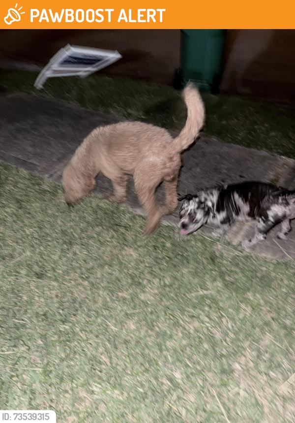 Found/Stray Male Dog last seen Atwood manor court, Twin Oaks Village, TX 77407