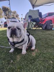 Reunited Male Dog last seen Mount Baldy Dr and Gemini St, Victorville, CA 92392
