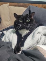 Reunited Male Cat last seen Johnson Ranch Blvd and Desert Willow Blvd, San Tan Valley, AZ 85143