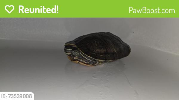 Reunited Unknown Reptile last seen Daventry St / Vena Avenue, Los Angeles, CA 91331