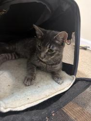 Found/Stray Male Cat last seen Garage, Alexandria, VA 22304