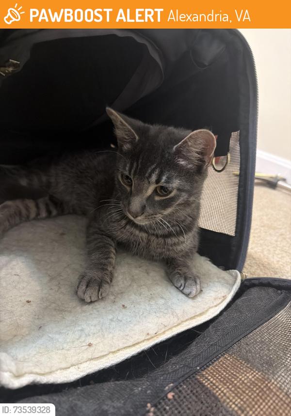 Found/Stray Male Cat last seen Garage, Alexandria, VA 22304