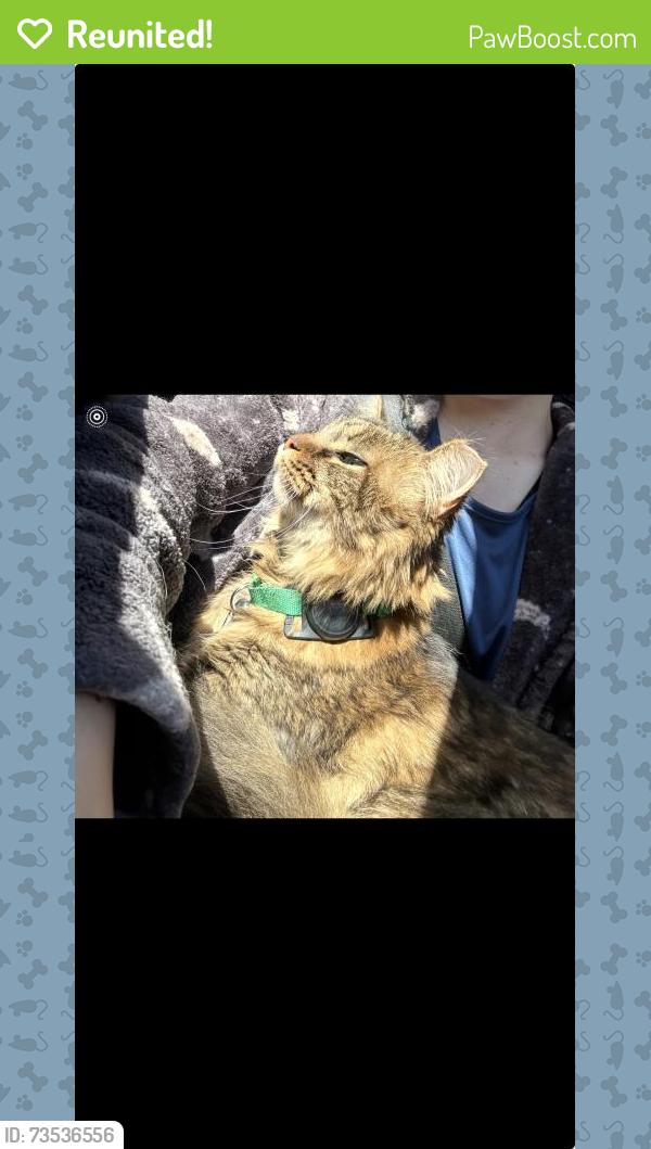 Reunited Male Cat last seen Main Road, Newfield, NJ 08344