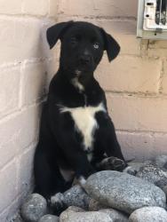 Lost Female Dog last seen Alameda and Utica, Denver, CO 80219