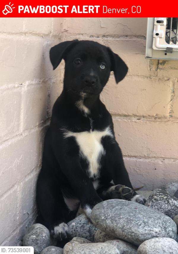 Lost Female Dog last seen Alameda and Utica, Denver, CO 80219