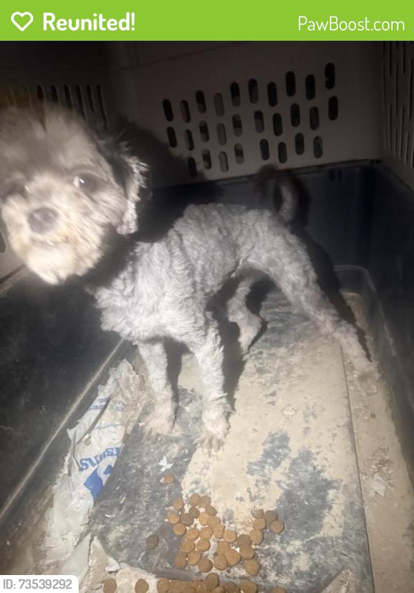 Reunited Unknown Dog last seen Near Hazelridge Dr, Las Vegas, NV 89129, USA, Las Vegas, NV 89129