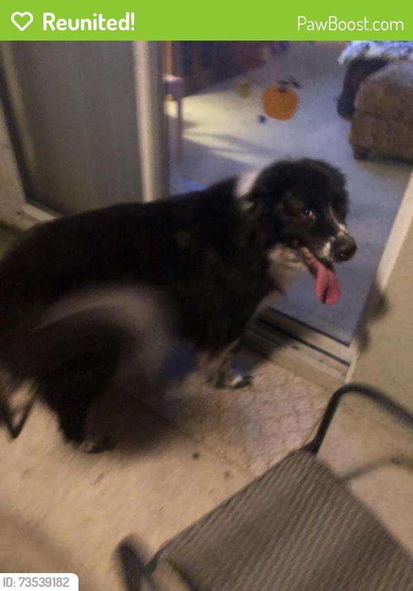 Reunited Male Dog last seen Marion Oaks Manor, Ocala, FL 34473
