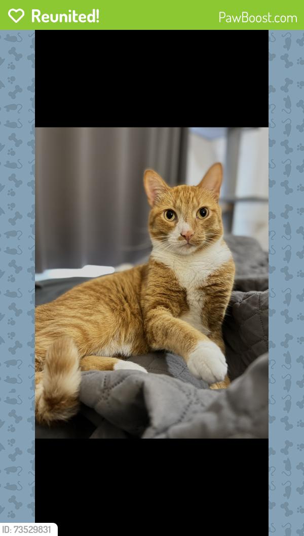 Reunited Male Cat last seen College, Rawson. Border of south Milwaukee/cudahy/oak creek, South Milwaukee, WI 53172