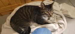 Reunited Unknown Cat last seen Rt 6 and N Colorado St, Hobart, IN 46342