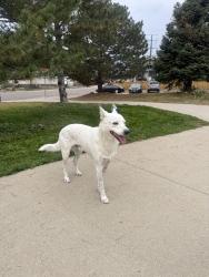 Found/Stray Male Dog last seen argo park, Denver, CO 80216