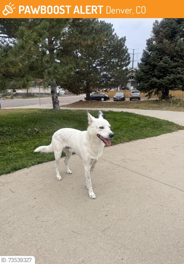 Found/Stray Male Dog last seen argo park, Denver, CO 80216