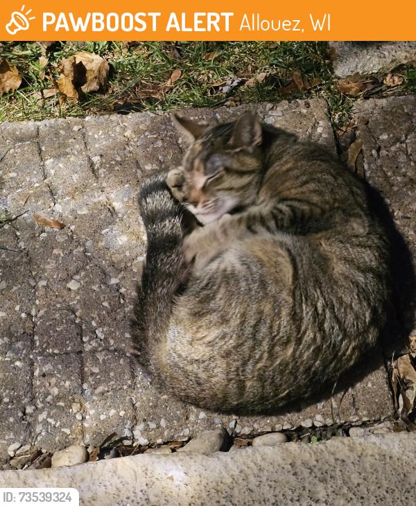 Found/Stray Unknown Cat last seen Webster School , Allouez Ave, Allouez, WI 54301