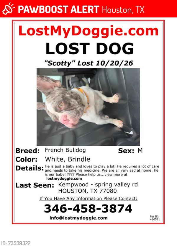 Lost Male Dog last seen Kempwood dr spring valley rd, Houston, TX 77080