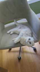 Reunited Female Cat last seen Dundas and Erin Mills, Mississauga, ON L5L 2P1