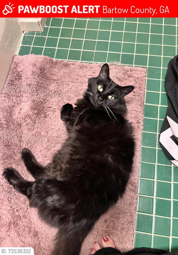 Lost Female Cat last seen Arrington road se, Bartow County, GA 30102