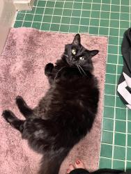 Lost Female Cat last seen Arrington road se, Bartow County, GA 30102