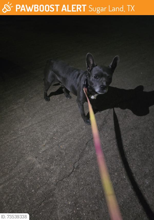 Found/Stray Male Dog last seen Williams Grant, Sugar Land, TX 77479