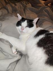 Reunited Male Cat last seen Franklin &Raymond, Indianapolis, IN 46239