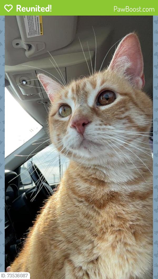 Reunited Female Cat last seen Torrey place park area, New Braunfels, TX 78130