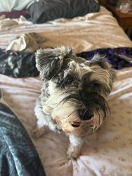 Lost Female Dog last seen Scottsdale Road, Scottsdale, AZ 85266