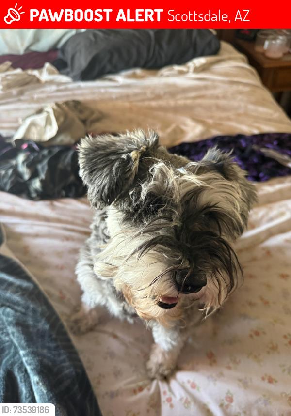 Lost Female Dog last seen Scottsdale Road, Scottsdale, AZ 85266