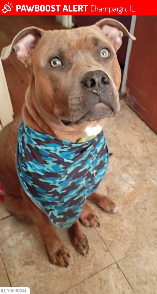 Lost Male Dog last seen McDonald's, Champaign, IL 61821