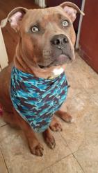 Lost Male Dog last seen McDonald's, Champaign, IL 61821