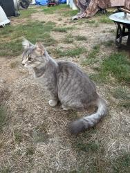 Found/Stray Unknown Cat last seen Copping St and Heritage Ave, Eugene, OR 97404