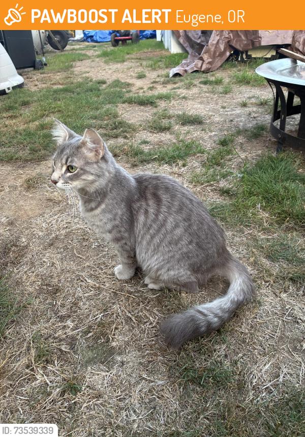Found/Stray Unknown Cat last seen Copping St and Heritage Ave, Eugene, OR 97404