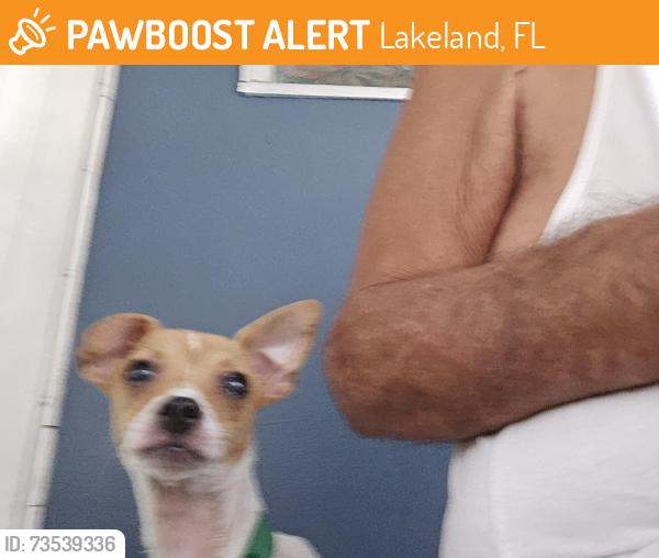 Found/Stray Female Dog last seen Near Old Tampa Hwy, Lakeland, FL 33803