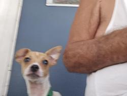 Found/Stray Female Dog last seen Near Old Tampa Hwy, Lakeland, FL 33803