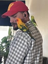 Lost Female Bird last seen Covet Garden and Riceville rd, Houston, TX 77031