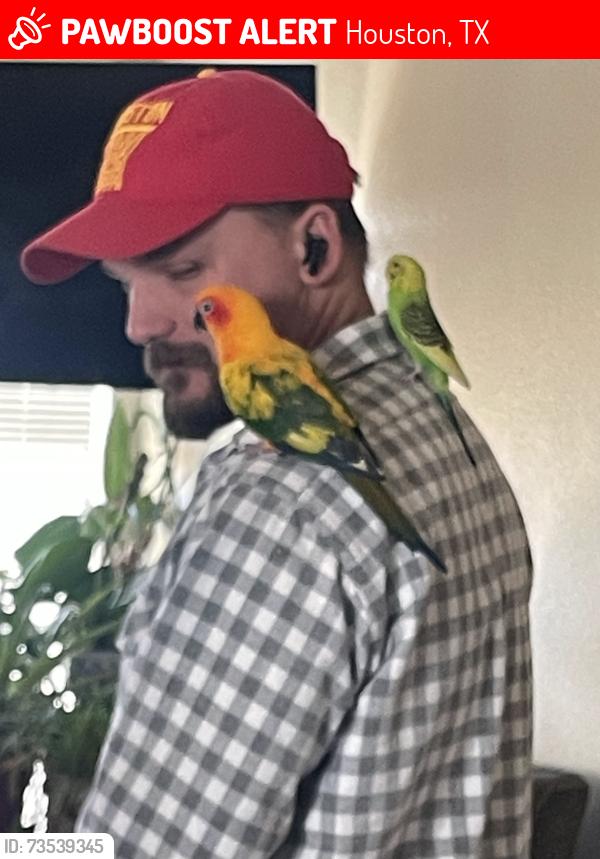 Lost Female Bird last seen Covet Garden and Riceville rd, Houston, TX 77031