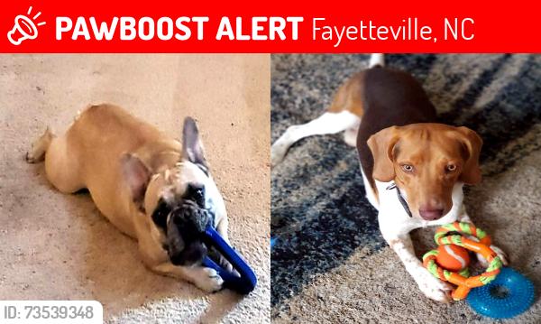 Lost Female Dog last seen Winterwood & Grimes, Fayetteville, NC 28306