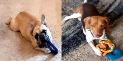 Lost Female Dog last seen Winterwood & Grimes, Fayetteville, NC 28306