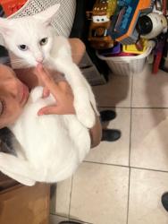 Lost Female Cat last seen Azusa Ave, La Puente, CA 91744
