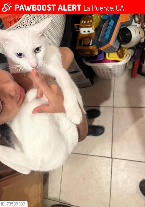 Lost Female Cat last seen Azusa Ave, La Puente, CA 91744
