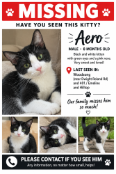 Lost Male Cat last seen Hilltop and Emeline / Dwight Rowland and 401, Fuquay-Varina, NC 27526