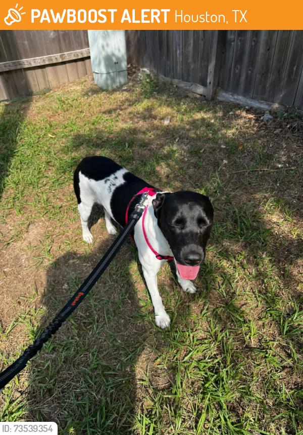Found/Stray Female Dog last seen Walgreens off Barker Cypress & Longenbaugh, Houston, TX 77433