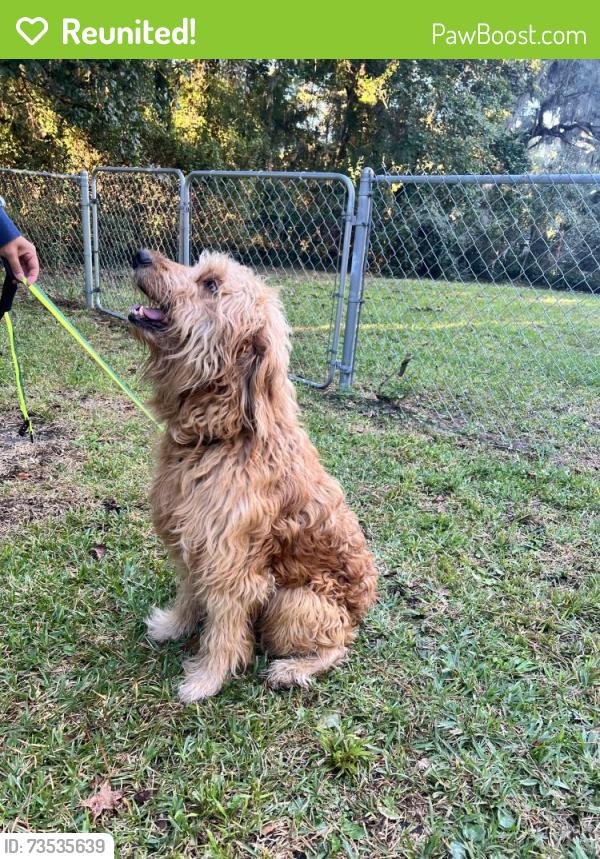 Reunited Male Dog last seen Skidaway Road and La Roche Avenue, Savannah, GA 31404