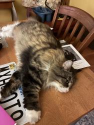 Reunited Female Cat last seen Chicago Avenue and 42nd Street, Minneapolis, MN 55407
